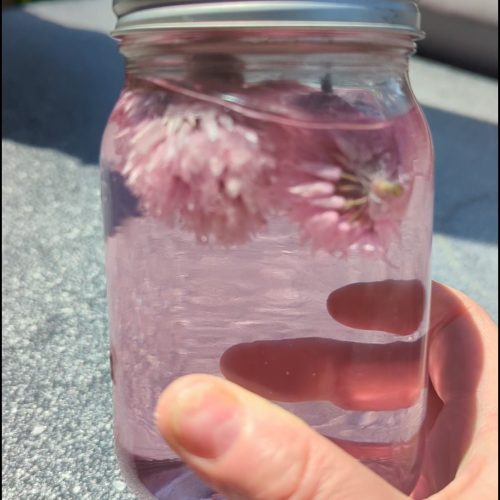 Chive Blossom Vinegar