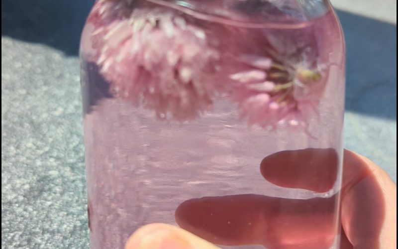 Chive Blossom Vinegar