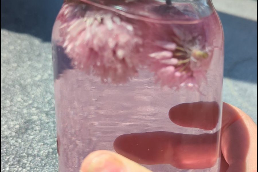 Chive Blossom Vinegar